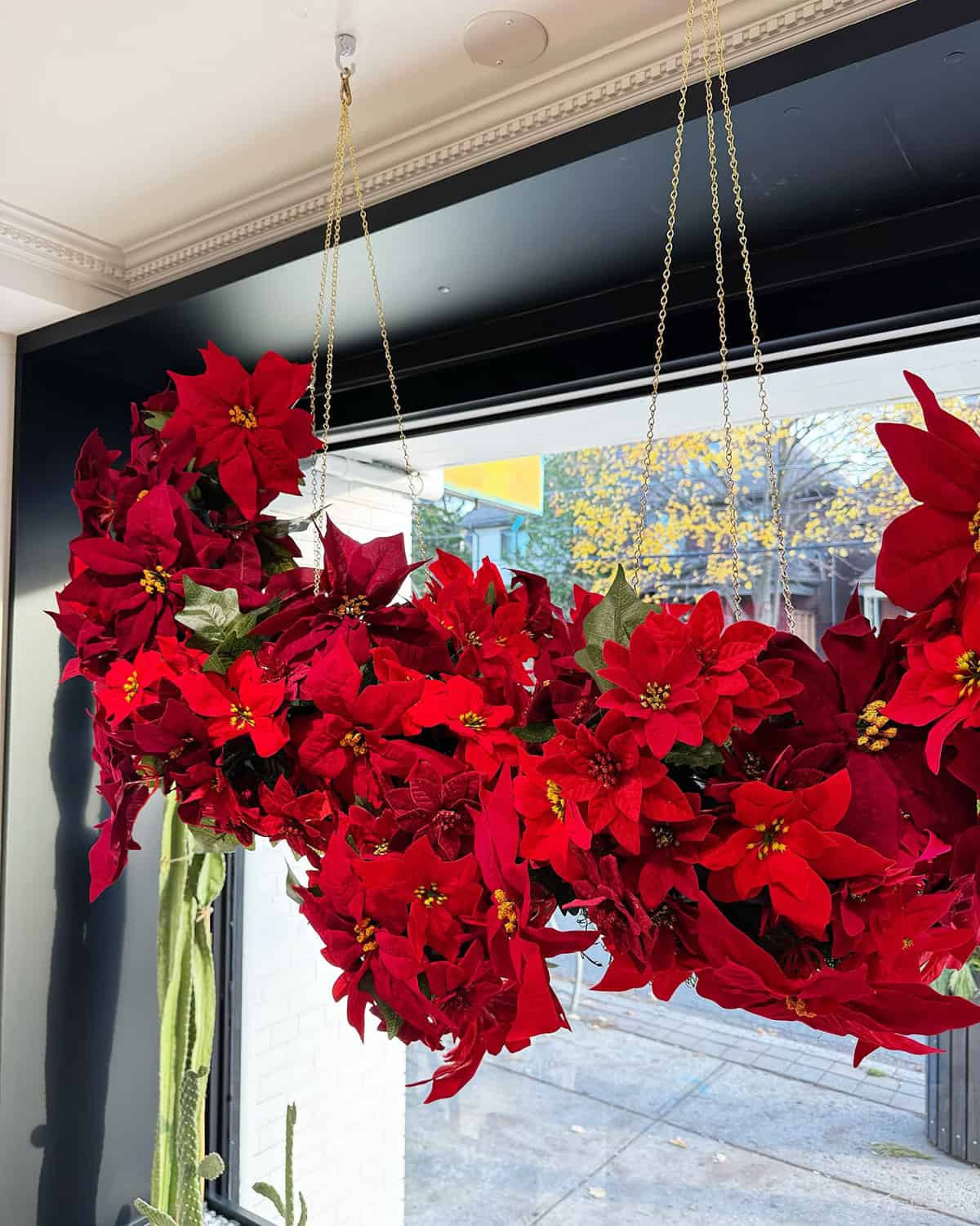Poinsettias
