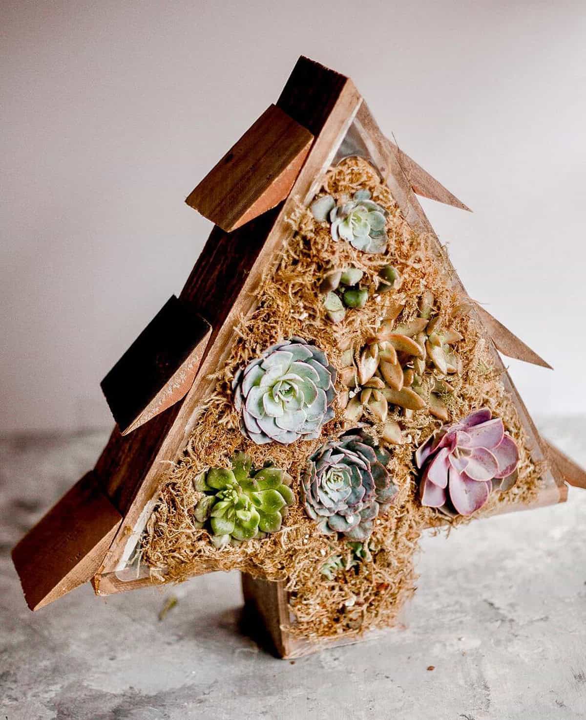 Reclaimed Wood and Succulents
