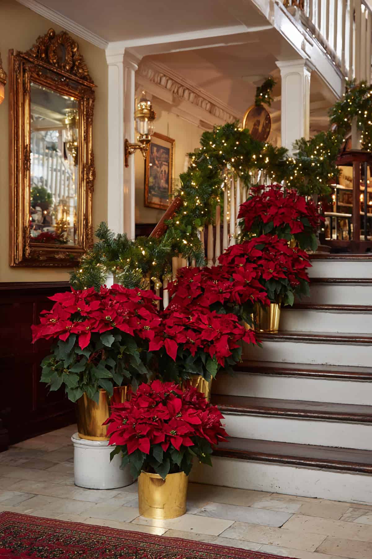 Red Poinsettia Display