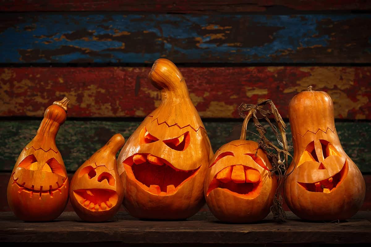 Family of Squash Pumpkins
