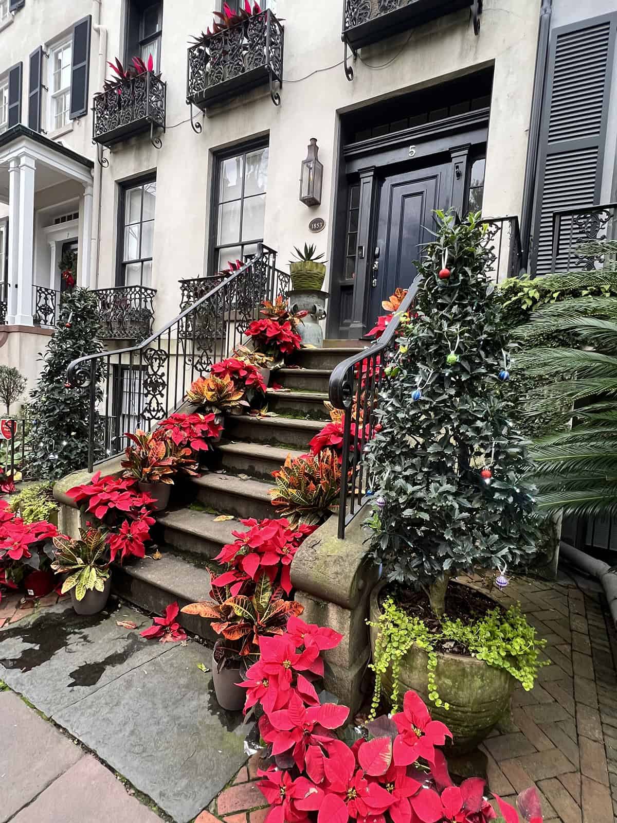 Poinsettias Spilling Over Historic Stone Steps