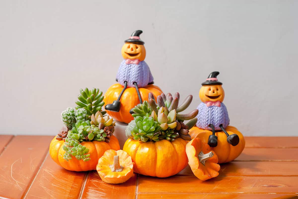 Pumpkins as Living Planters