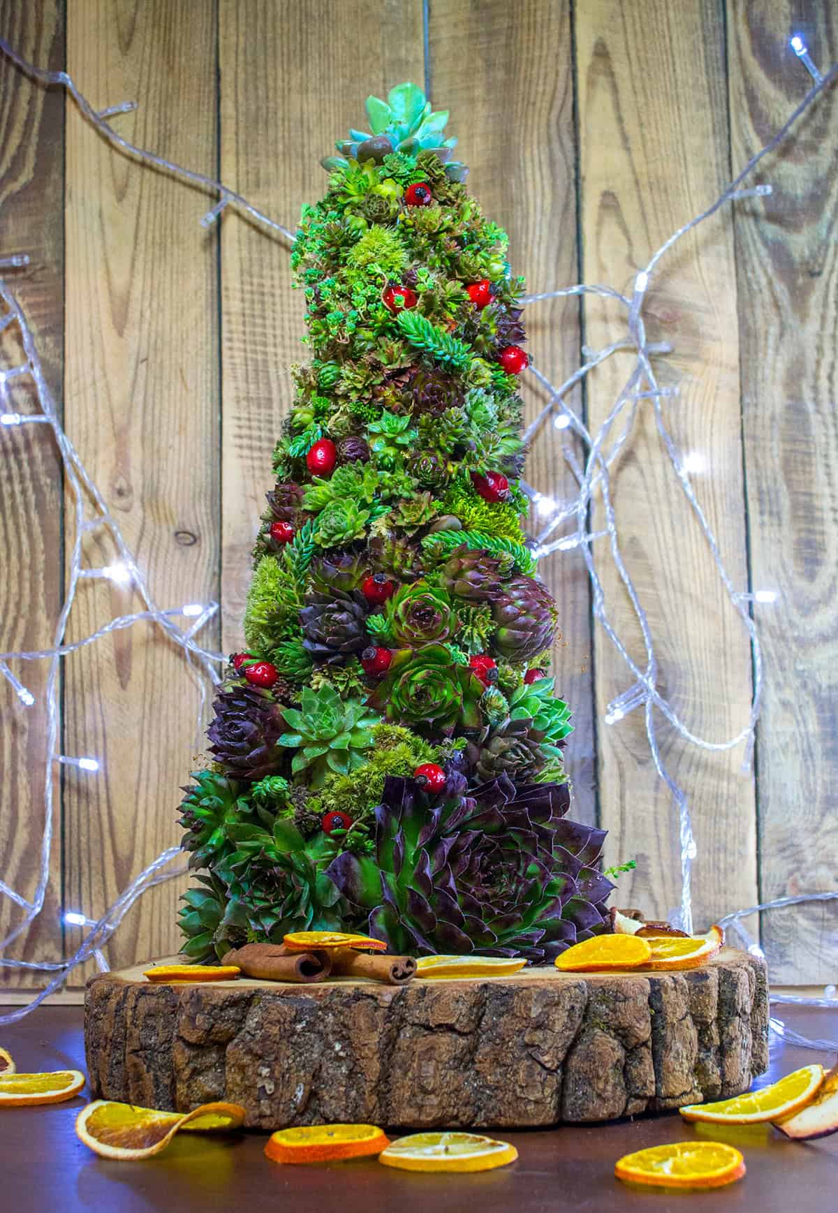 Succulent Holiday Shape
