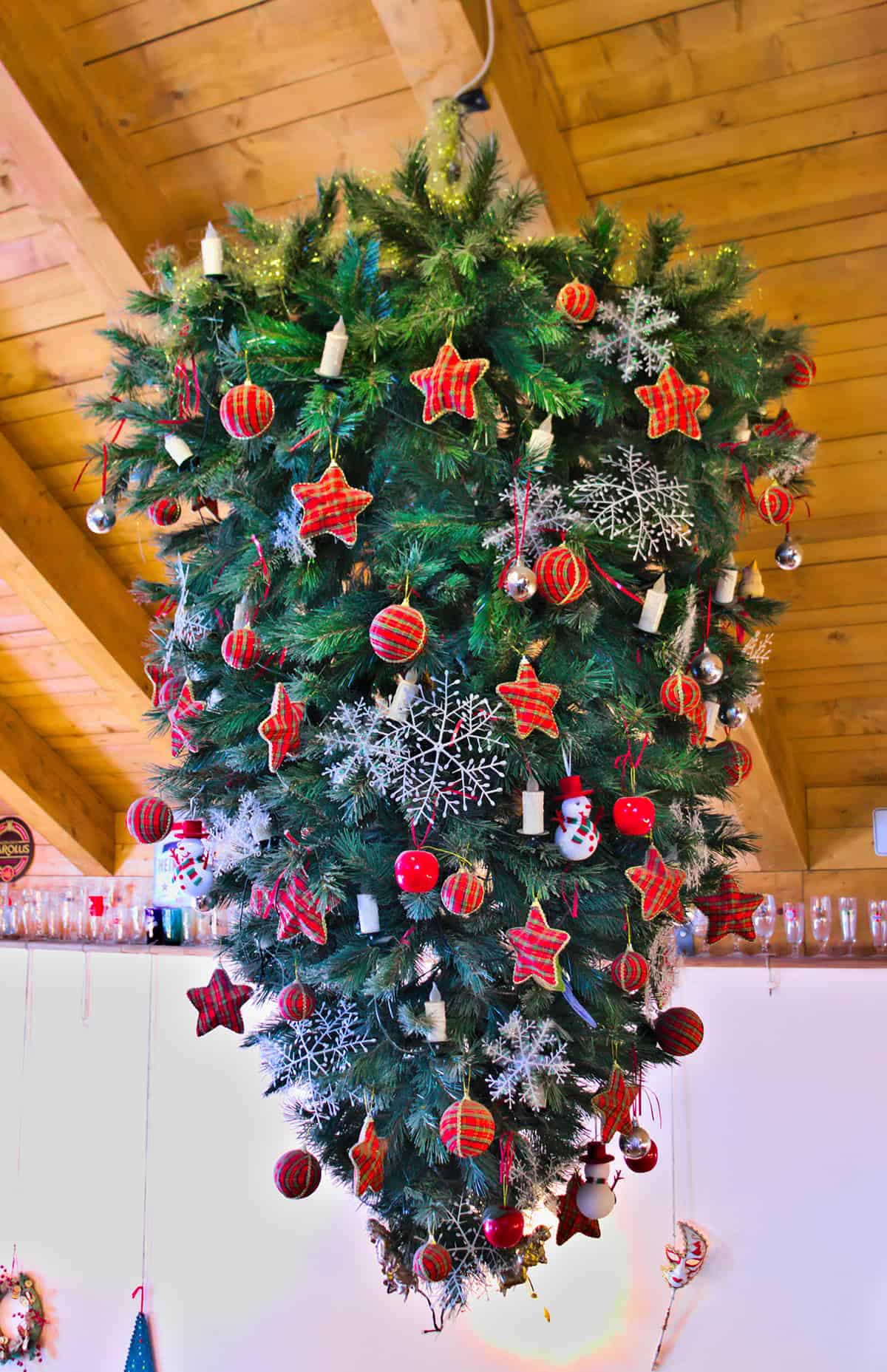 Upside Down Evergreen