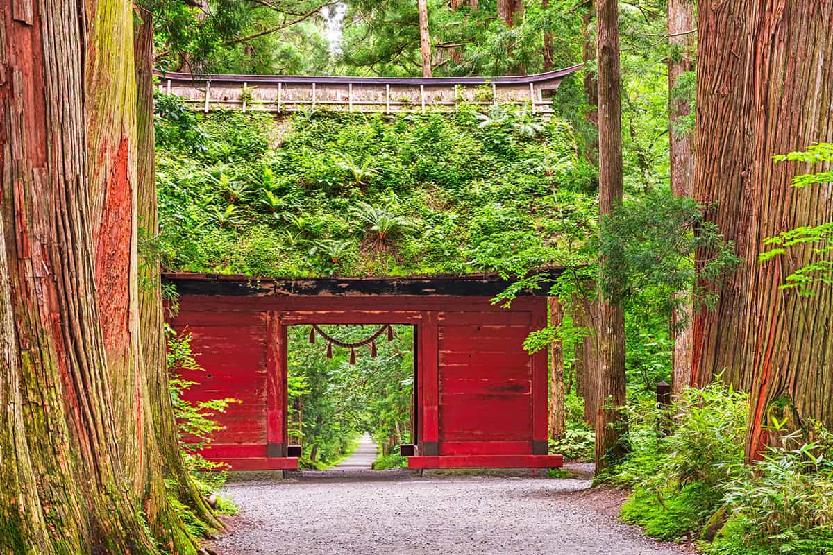 Woodland Canopy Gate