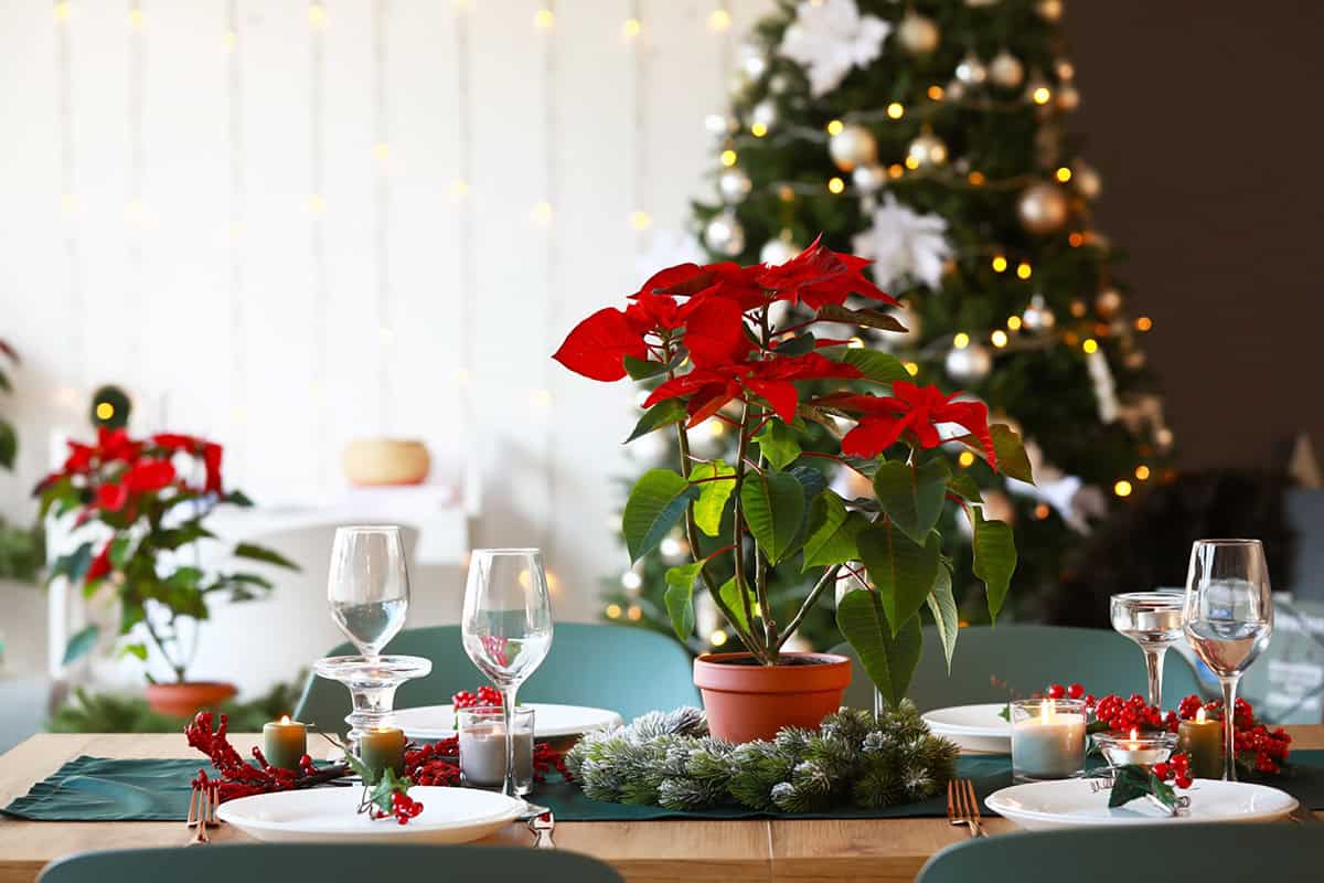 Poinsettia Table Lineup