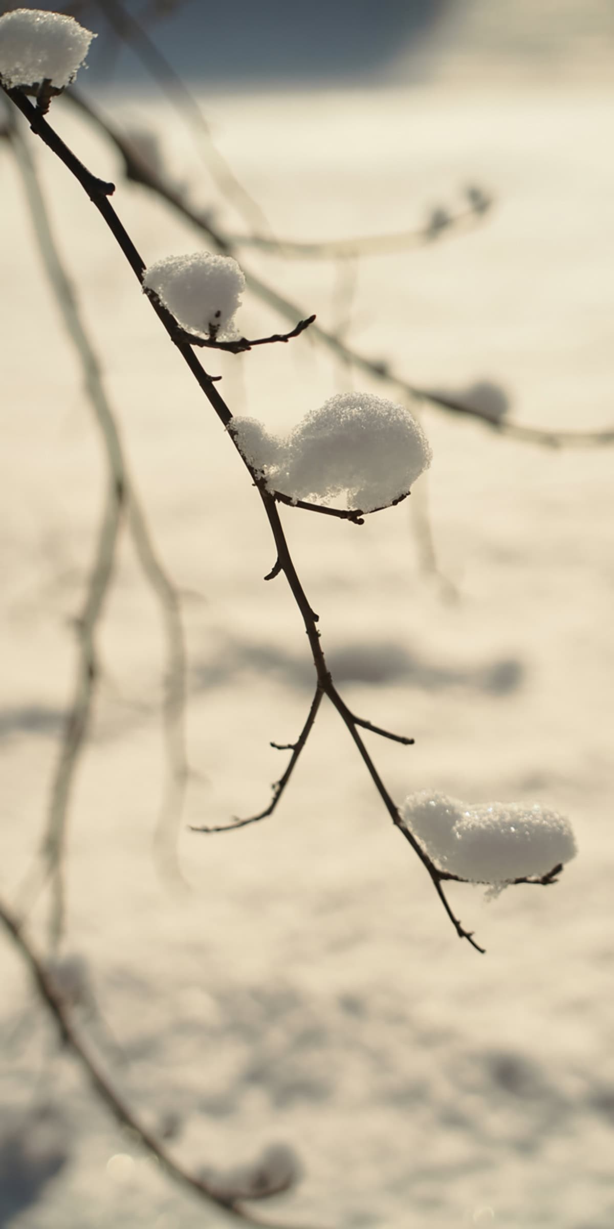 Bare Branch with Snowflakes