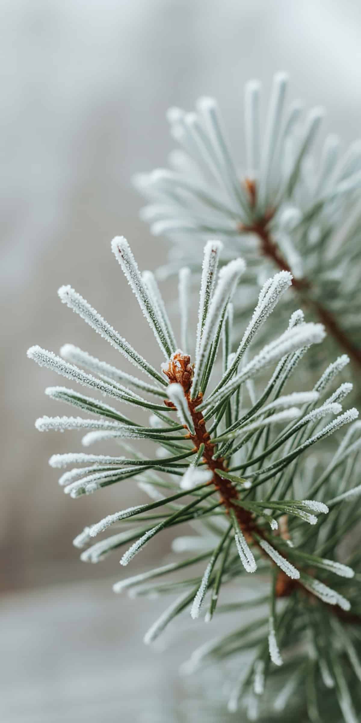 Frosted Pine Needles