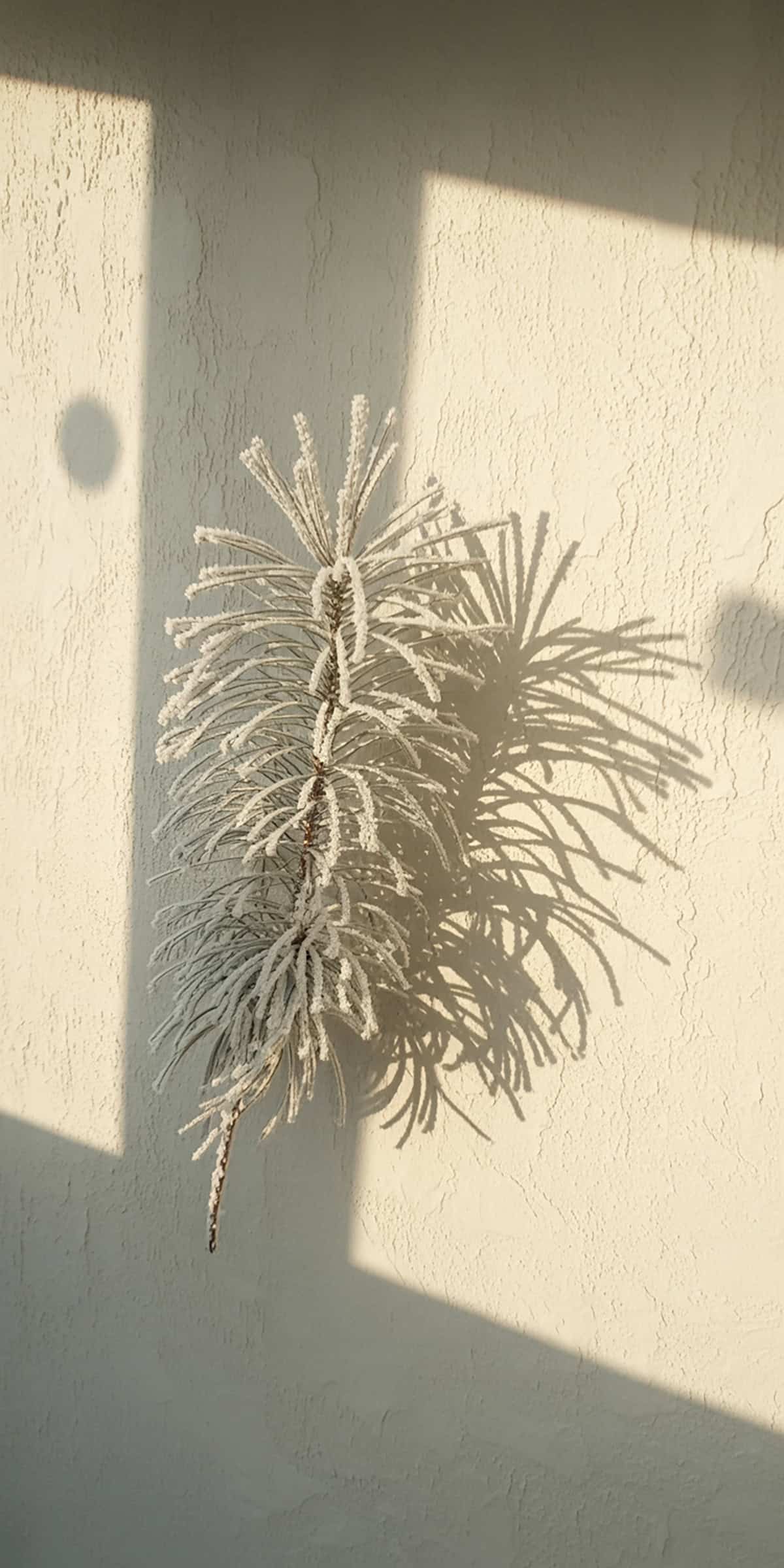 Frosty Pine Shadow on Wall