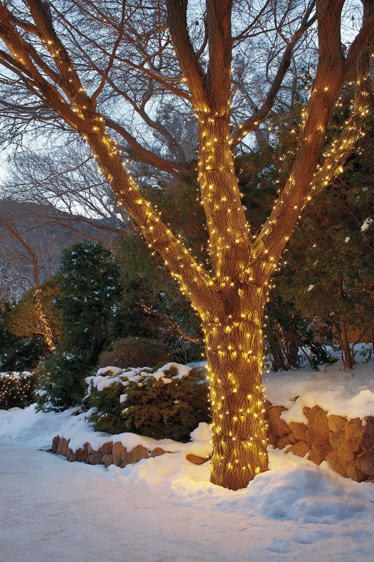 Golden Tree Wrap Illumination
