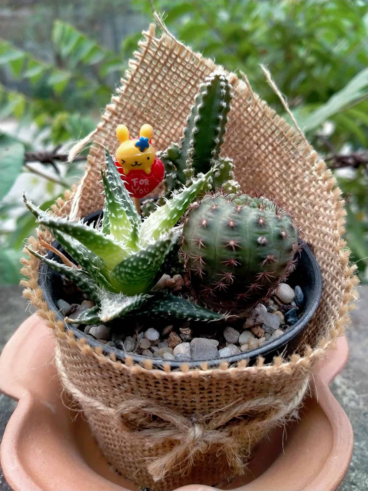 Mini Potted Succulent