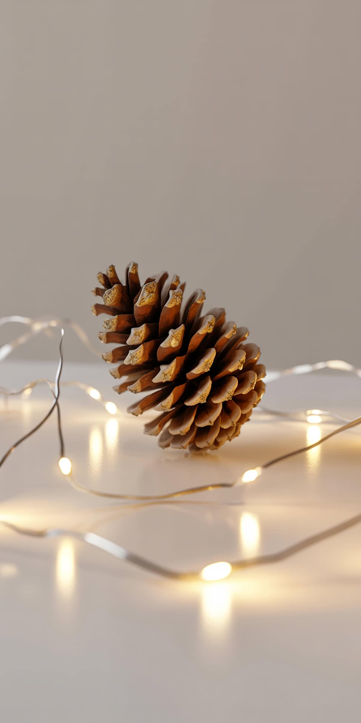 Pinecone and Light Reflection