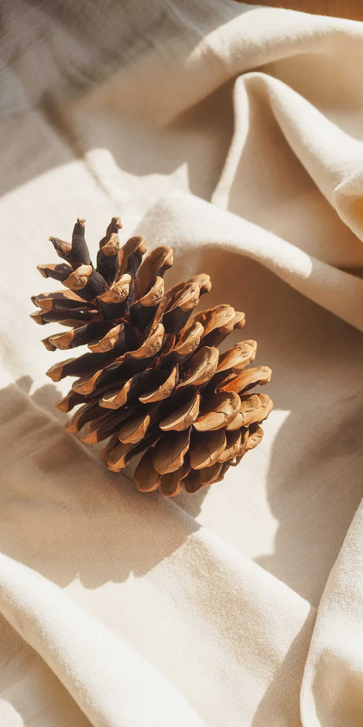 Pinecone on Cream Fabric