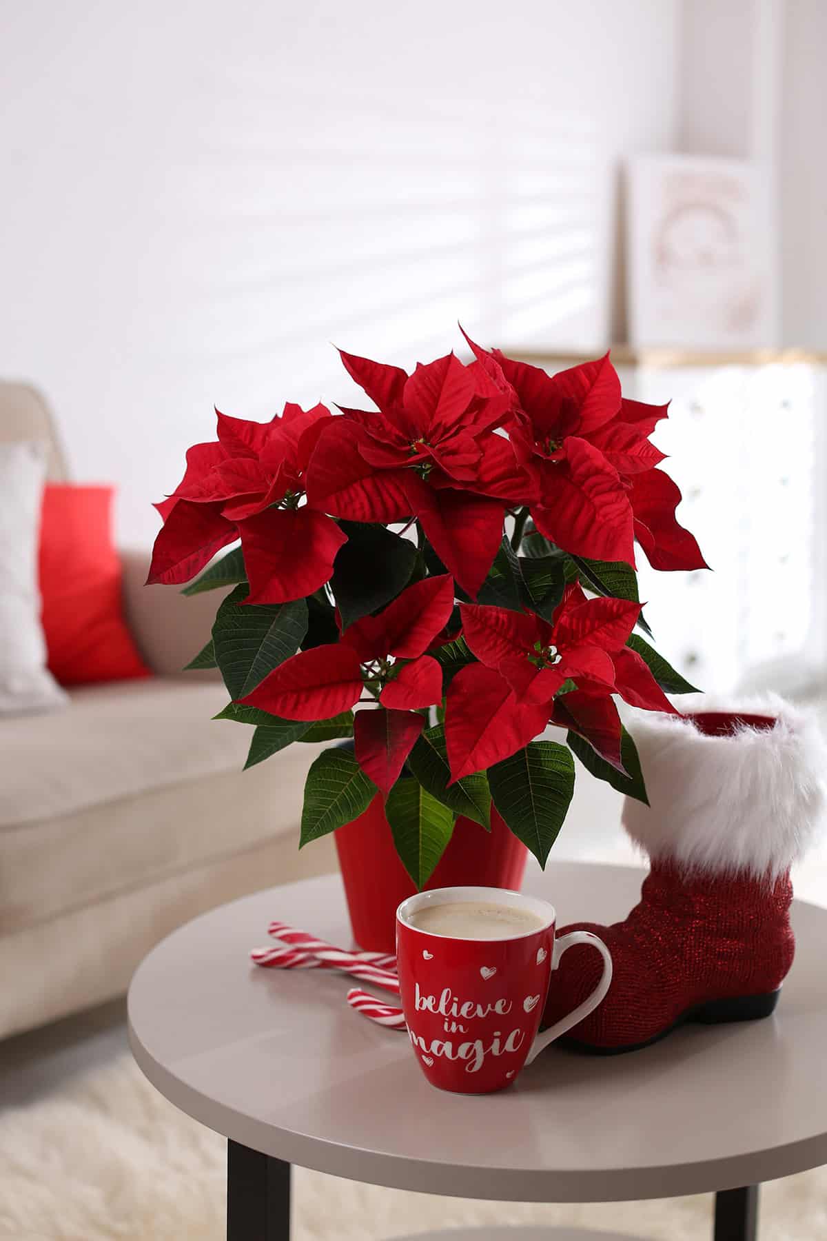 Poinsettia Accent on a Small Round Table