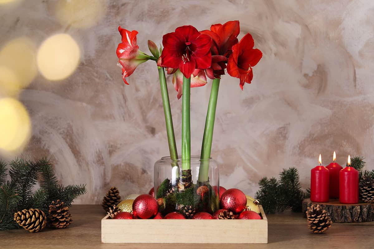 Red Amaryllis and Ornament Tray Arrangement