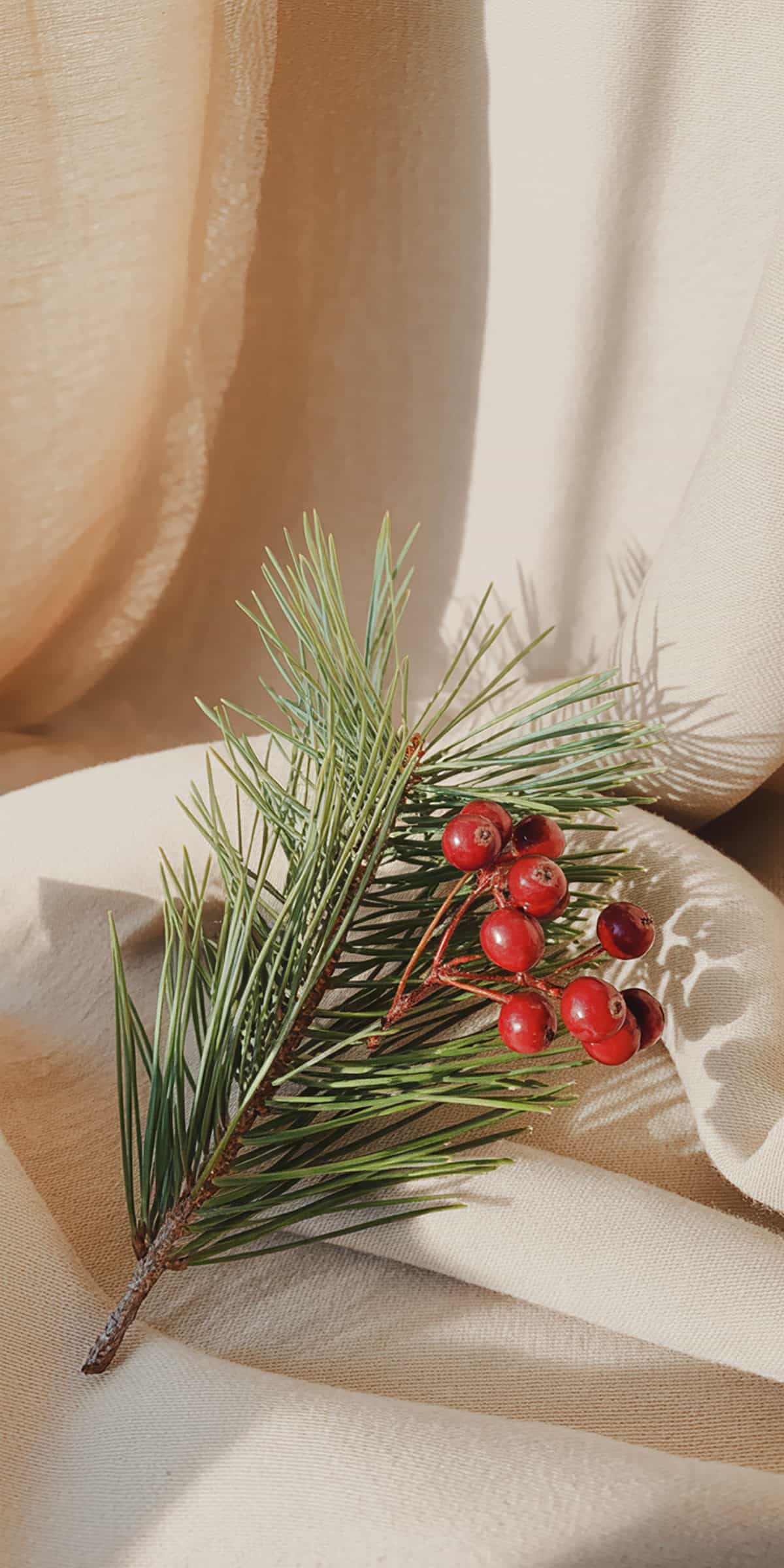 Red Berry and Pine Composition