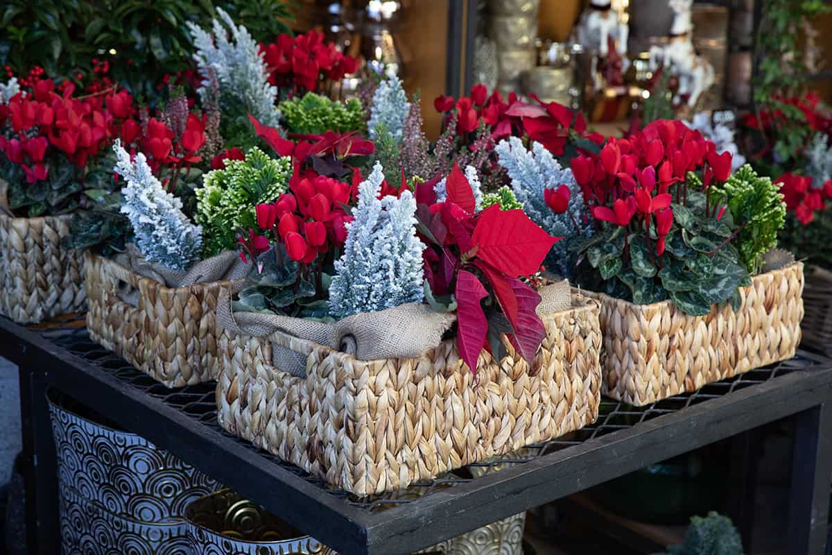 Red Winter Bloom Basket