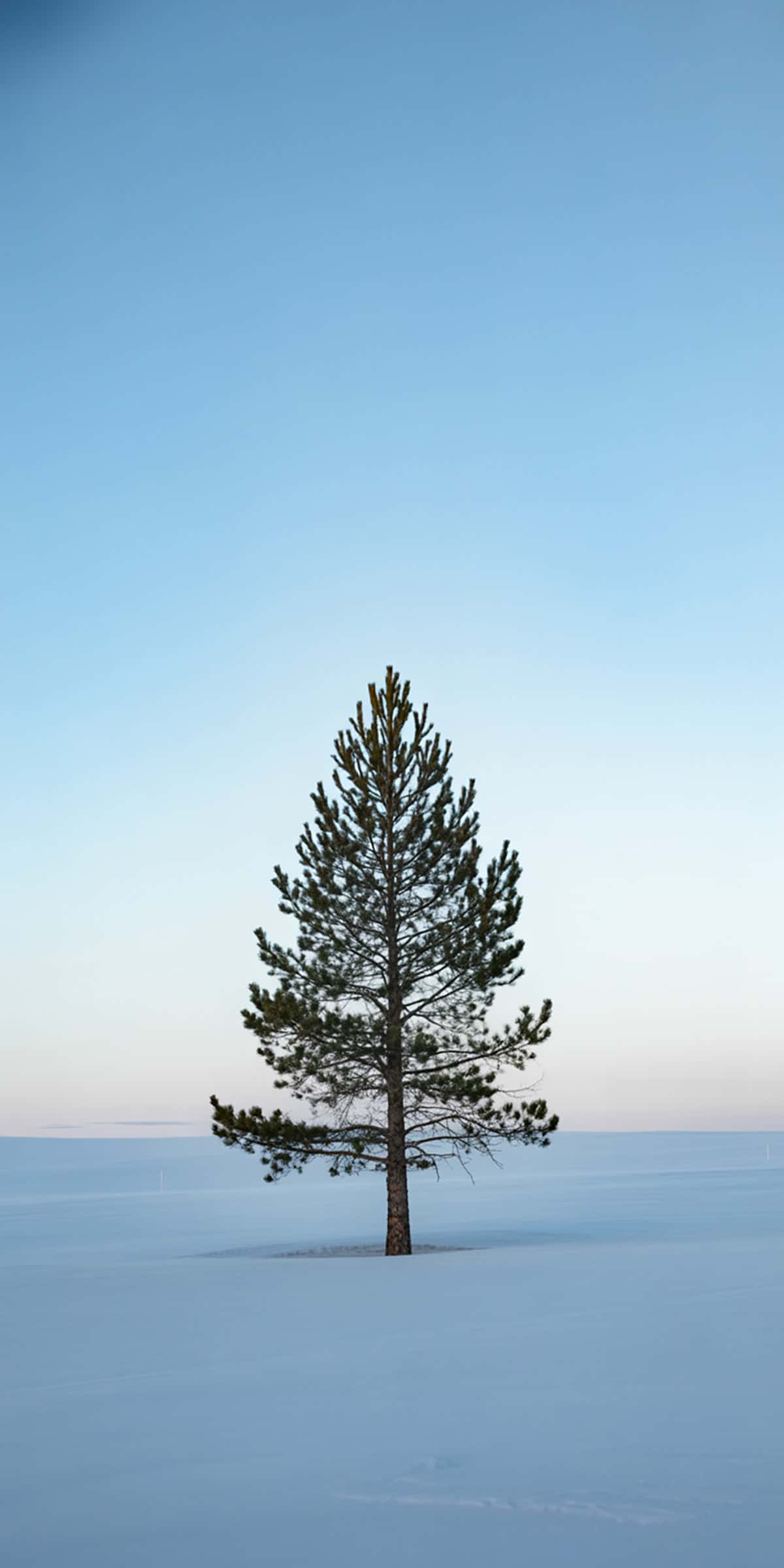 Simple Tree in Snow