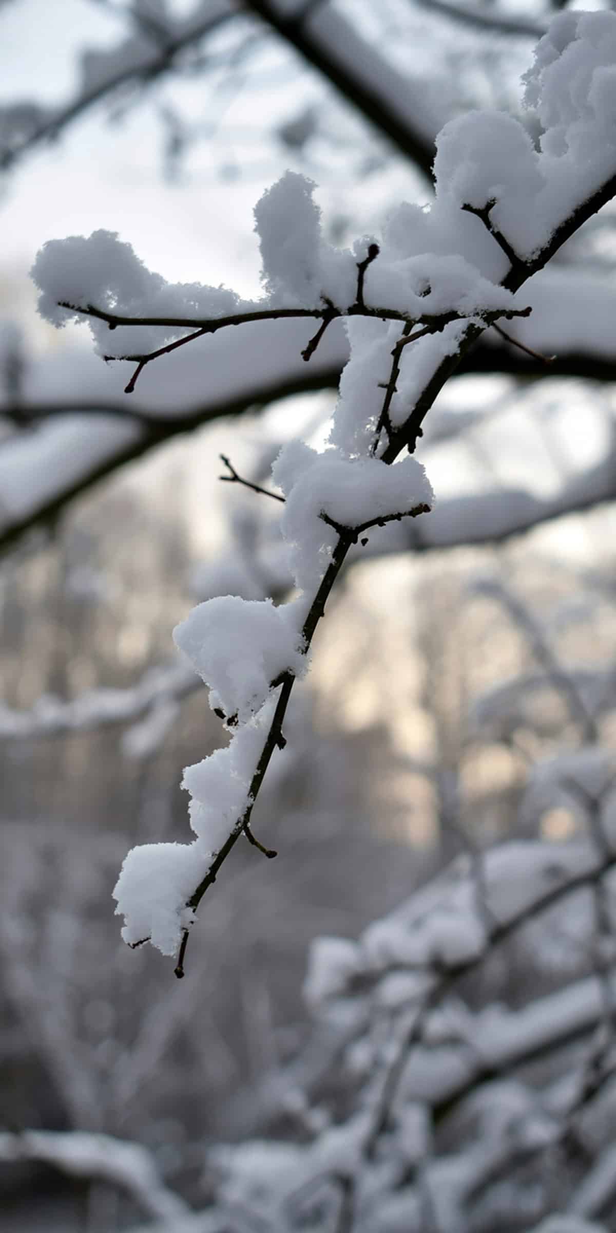 Snow Covered Branches Close Up