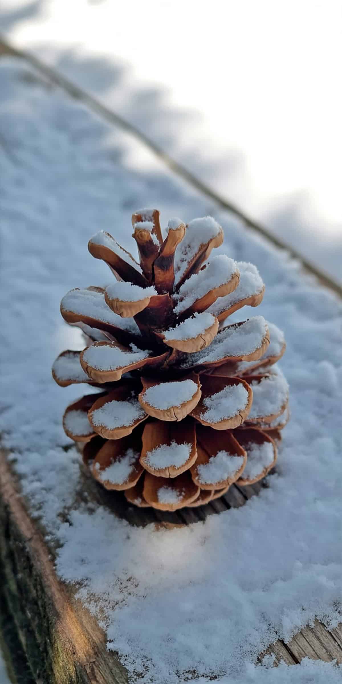 Snow Covered Pinecone