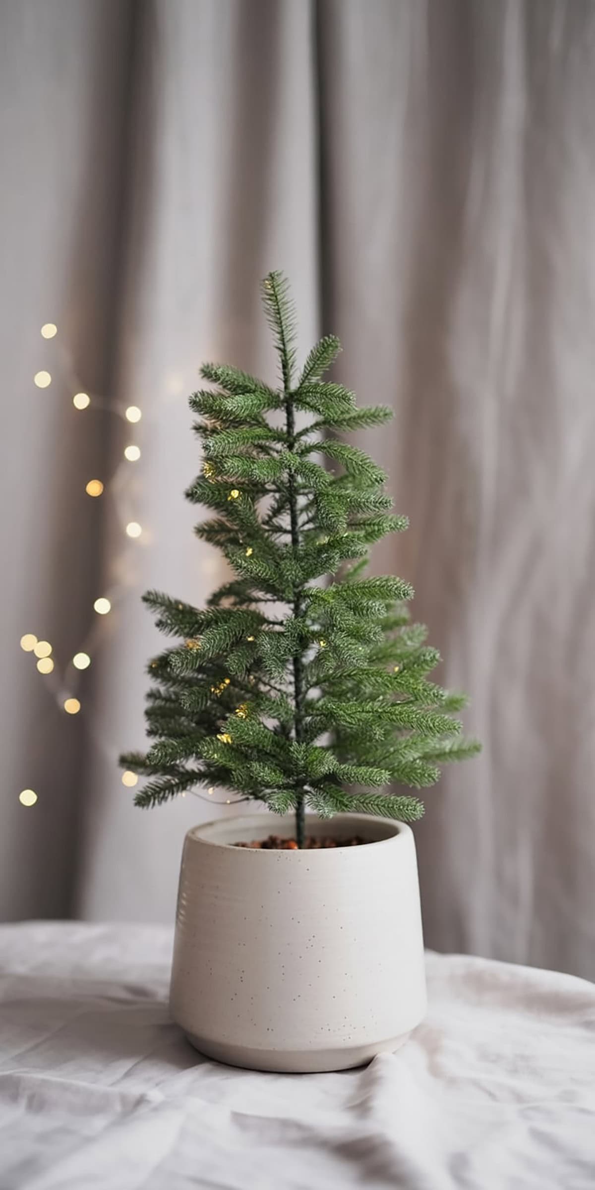 Tiny Tree in Ceramic Pot