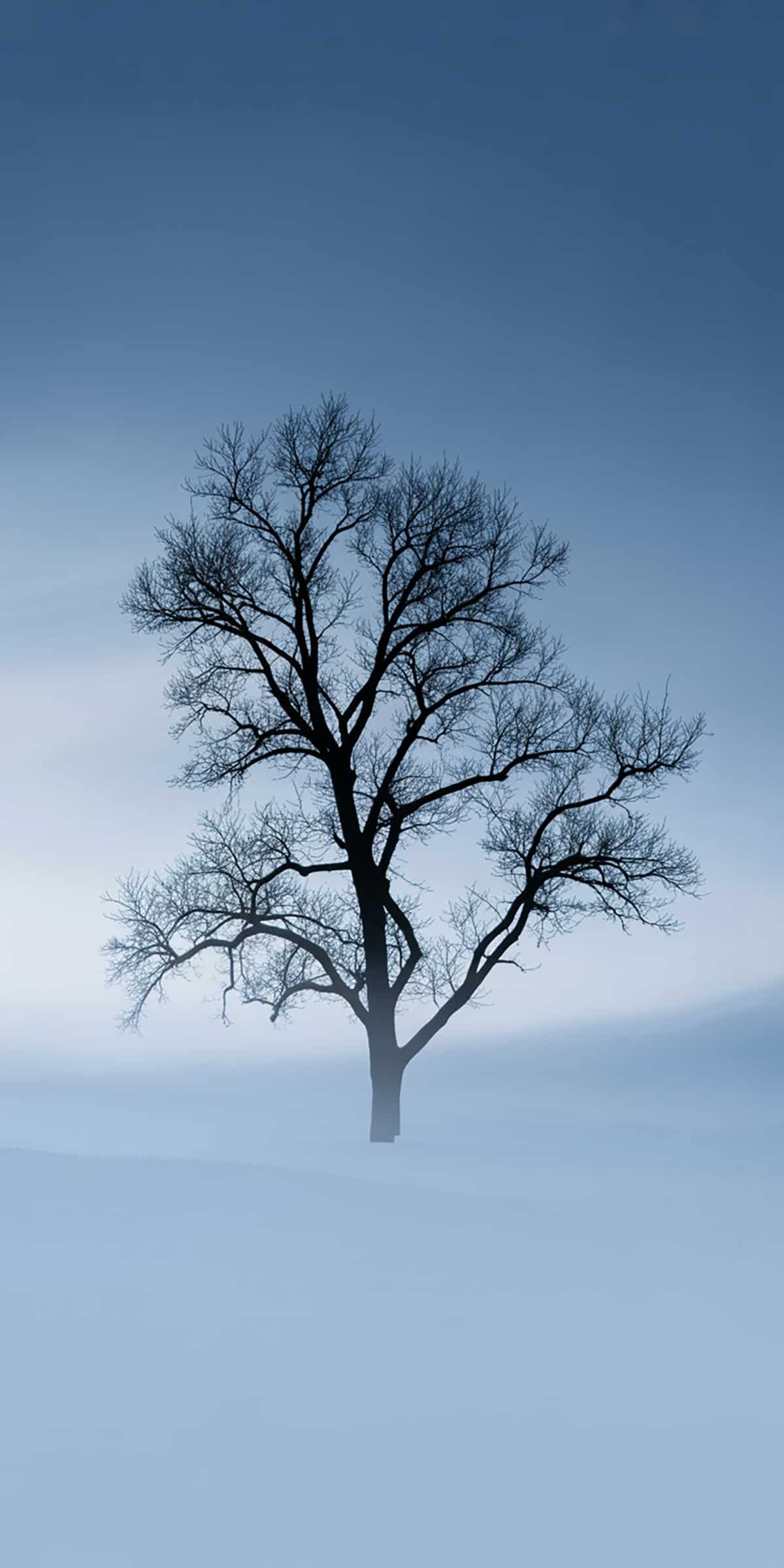 Winter Sky with Tree Silhouette