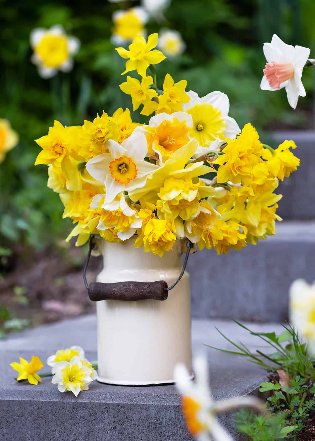 Daffodils in Enamel Milk Can