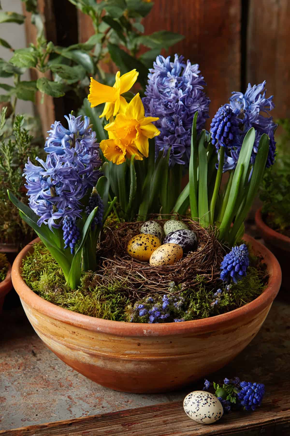 Hyacinth & Muscari Spring Bulb Arrangement