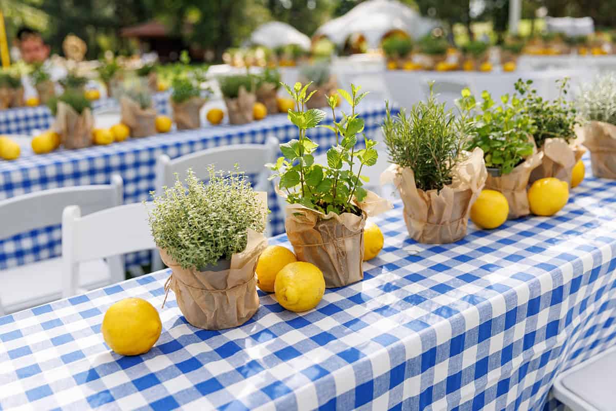 Lemon and Herb Center Layout on Gingham Cloth