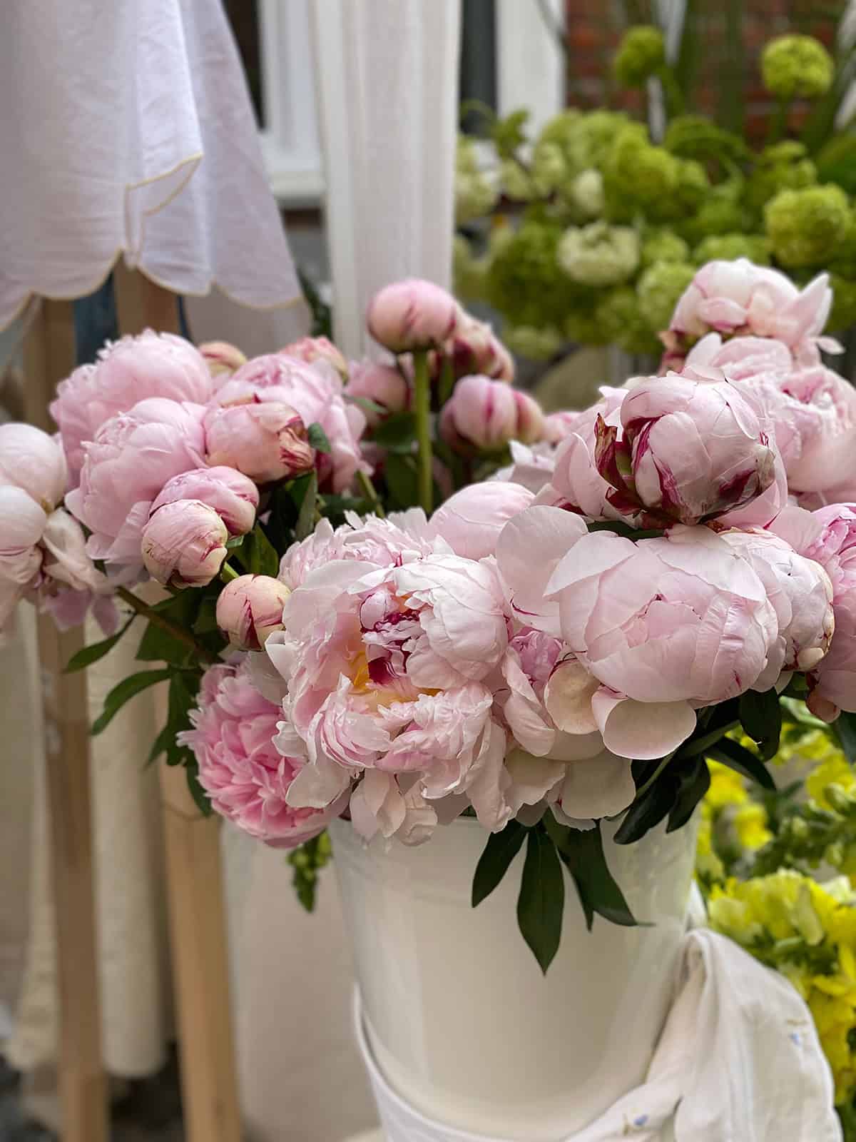 Pink Peonies in a White Bucket