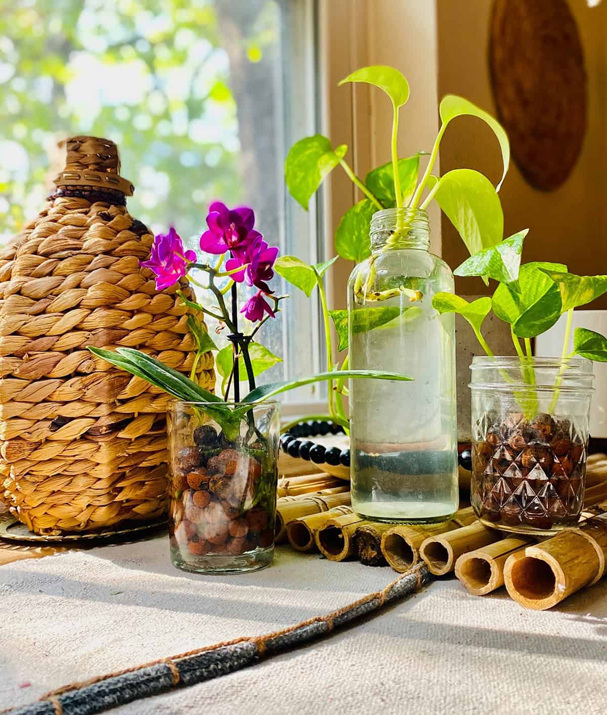 Water Propagation Tray Display