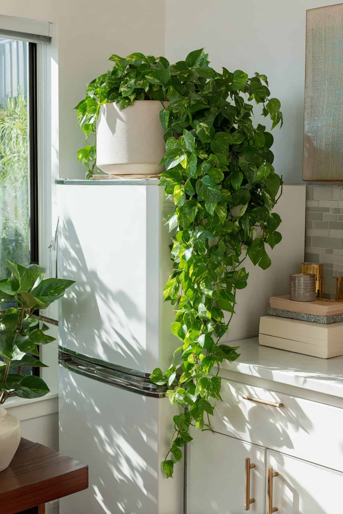Trailing Pothos Spillover