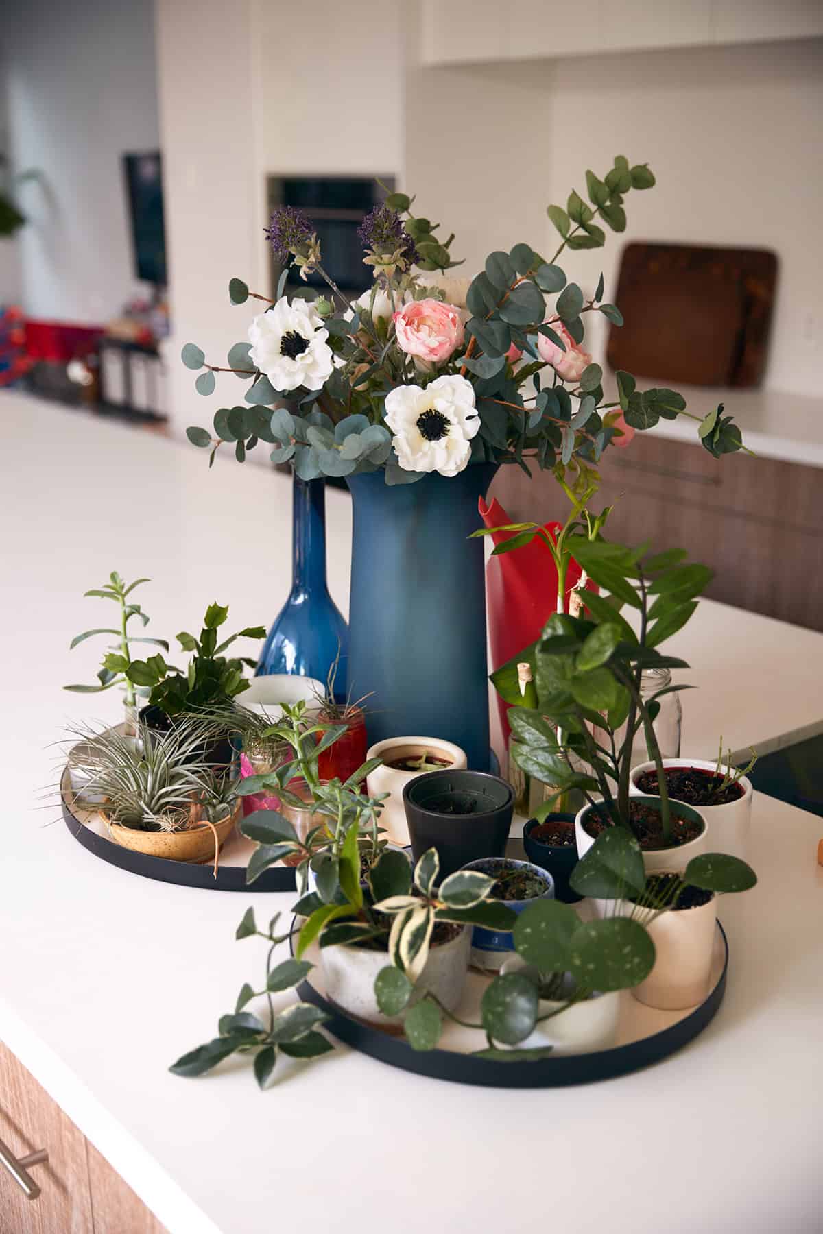 Small Indoor Plant Cluster on Trays