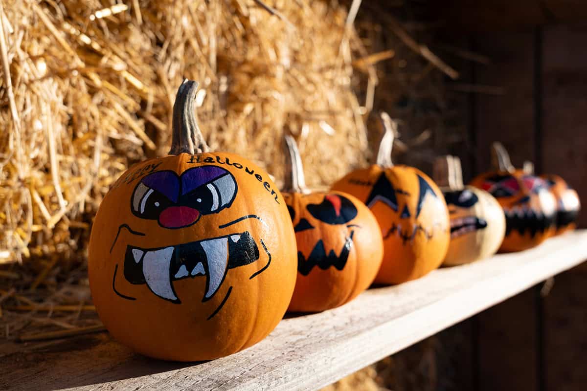Fang Faced Halloween Pumpkins