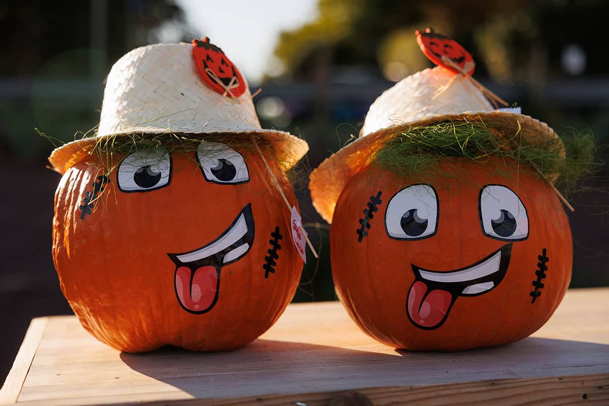 Farmer Scarecrow Pumpkin Pair