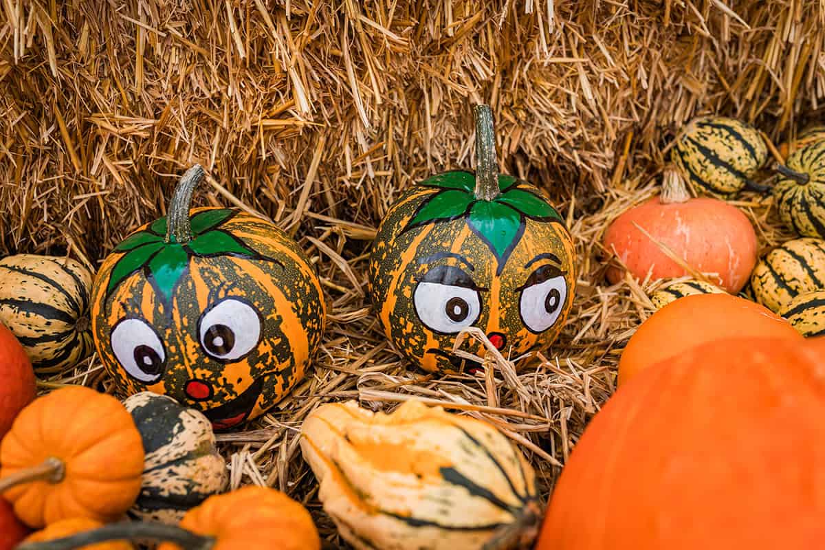 Playful Harvest Pumpkin Pair