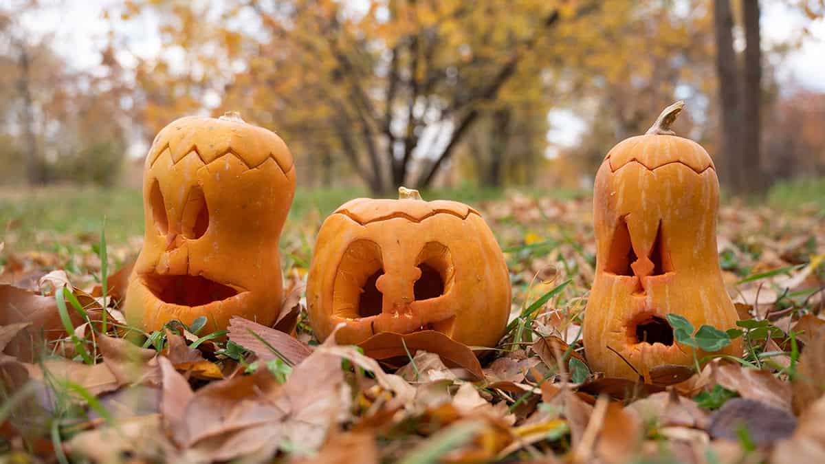 Droopy Faced Pumpkin Trio