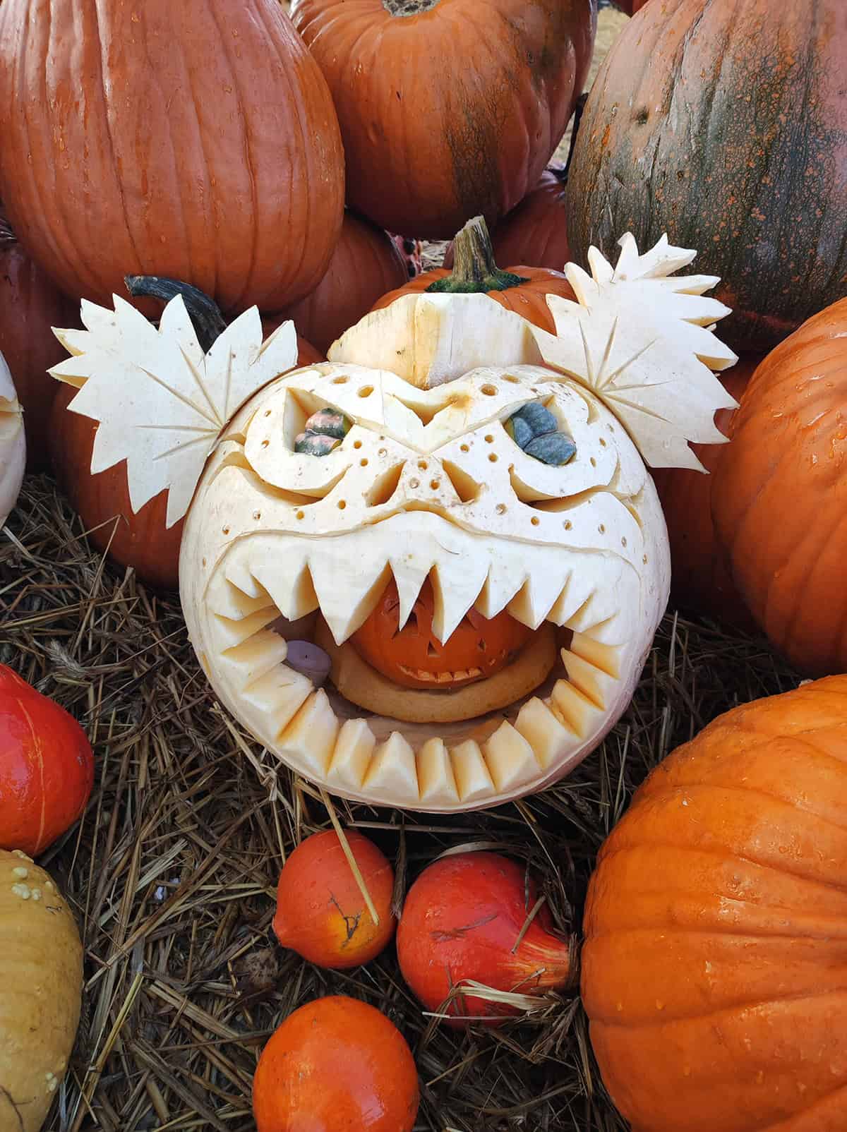 White Monster Pumpkin Eating A Jack O’ Lantern