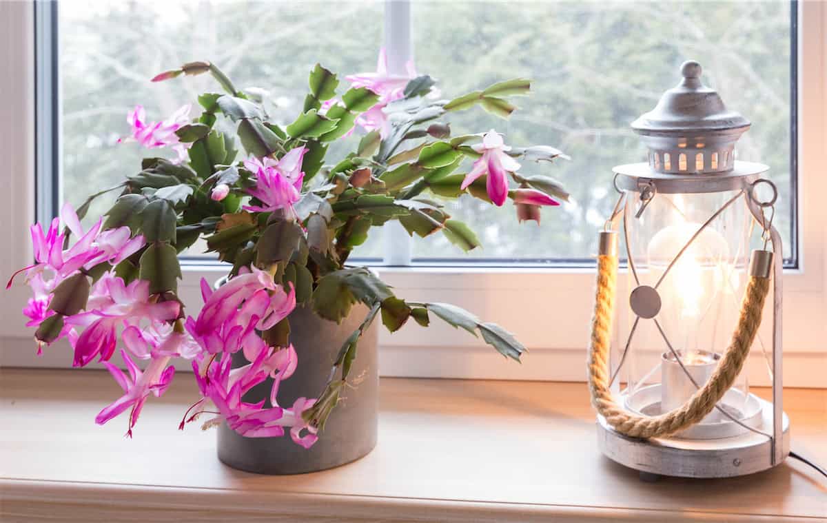 Christmas Lanterns Meet Window Blooms