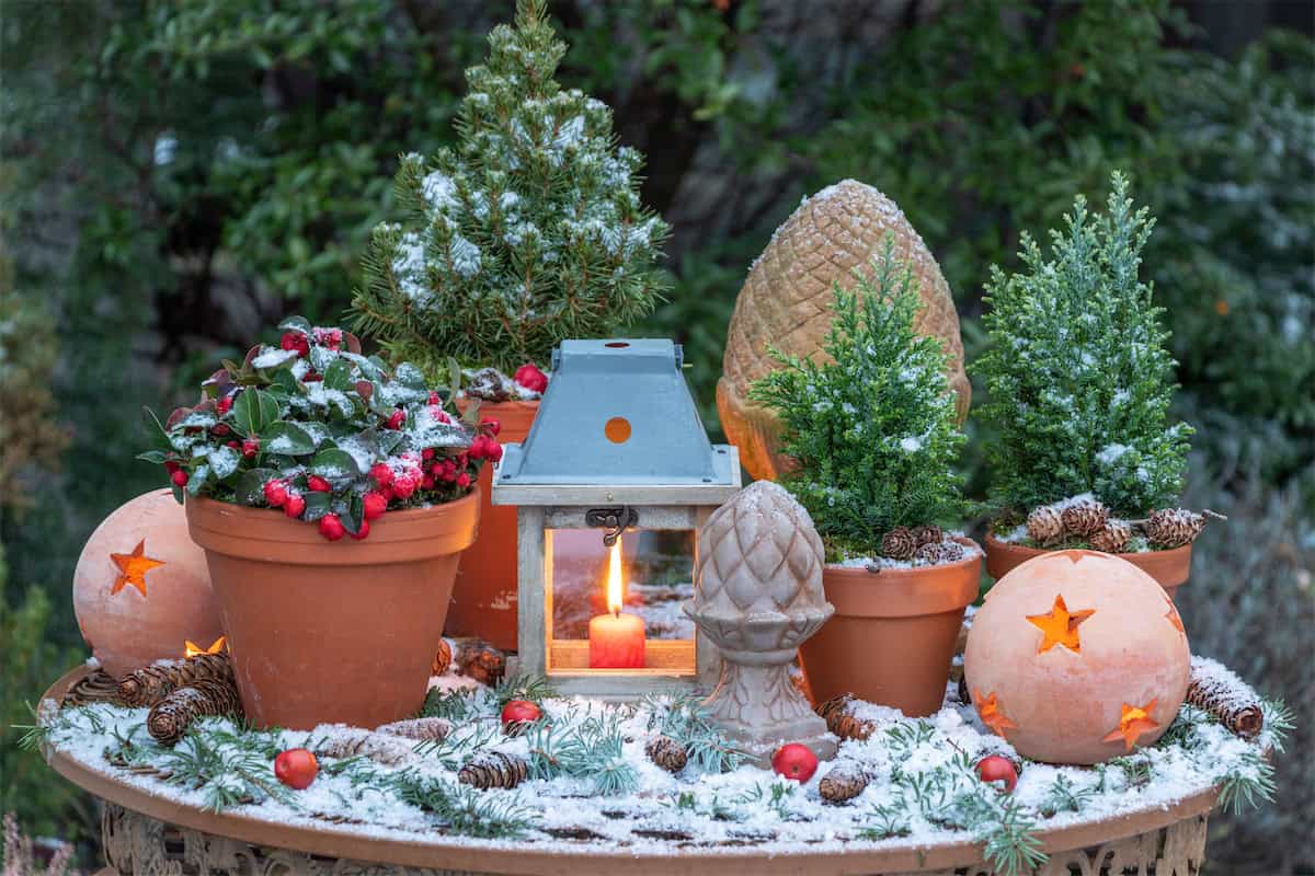 Christmas Garden Lantern Among Evergreens