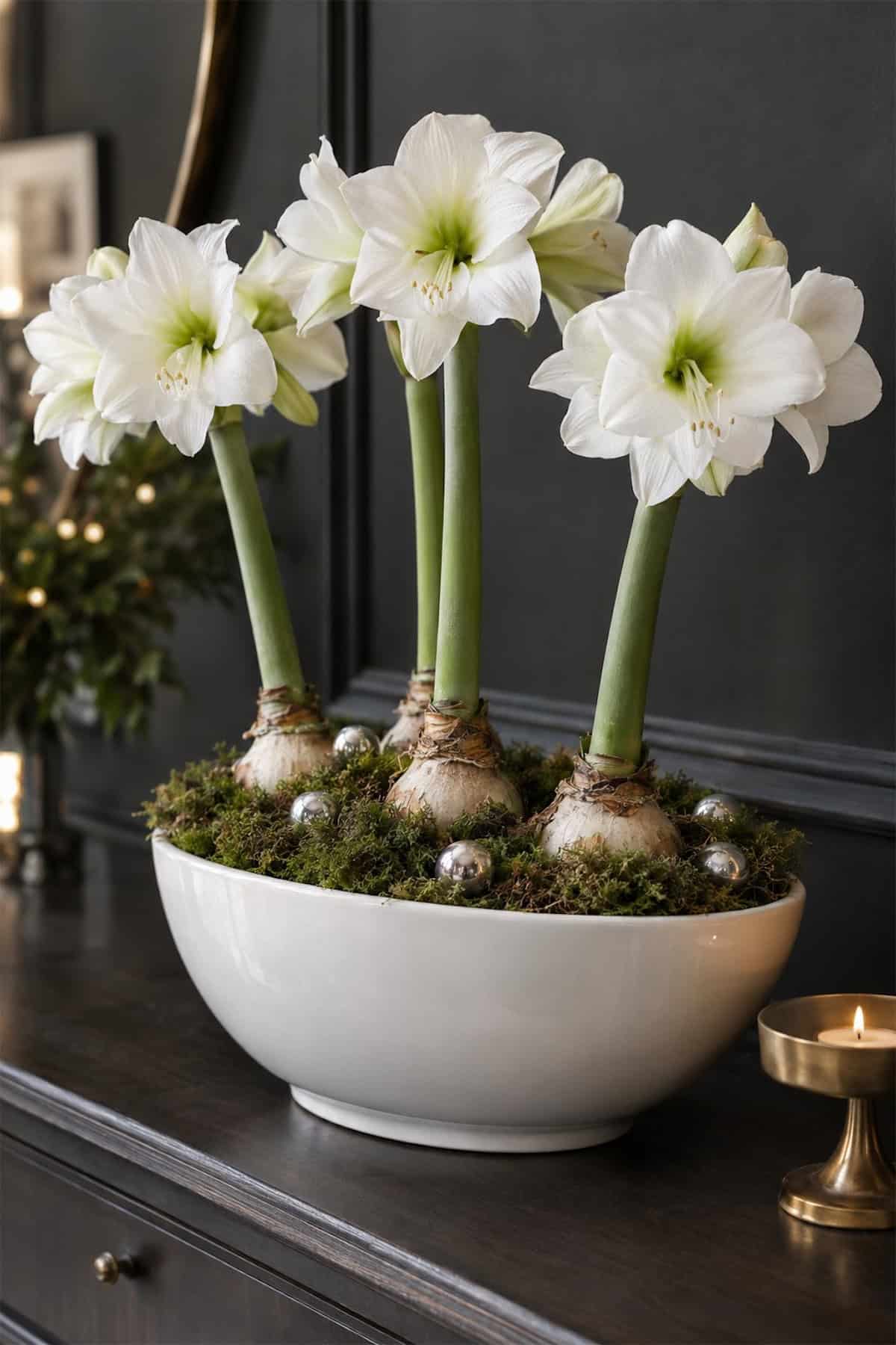 White Amaryllis for a Christmas Entry Table